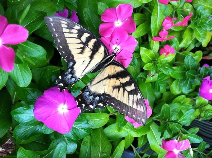 Eastern Tiger Swallowtail On vinca flowers