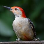 All About Red Bellied Woodpeckers