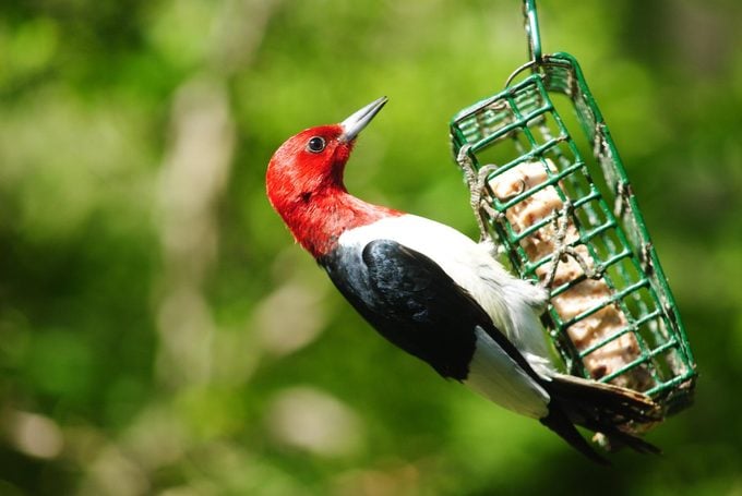 red-headed woodpecker eating suet