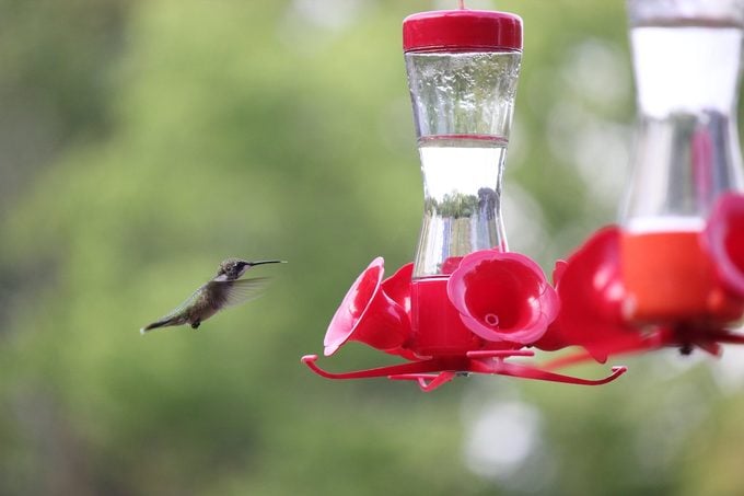 hummingbird at a sugar water feeder