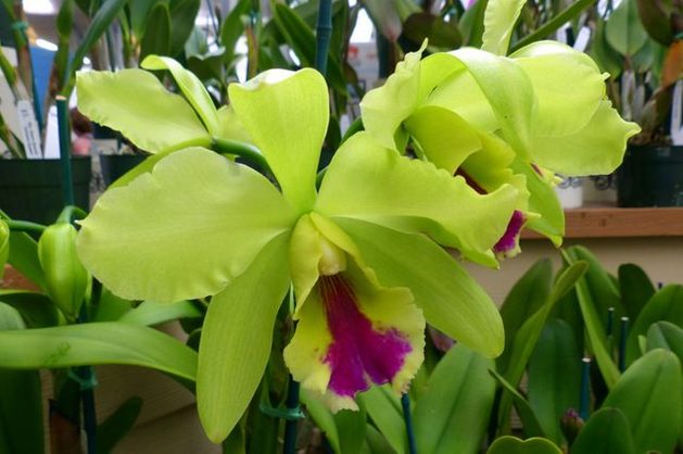 Growing Orchids Cattleya