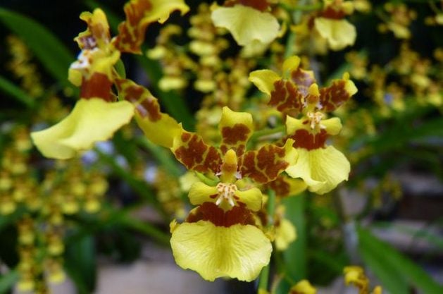 Growing Orchids Oncidium