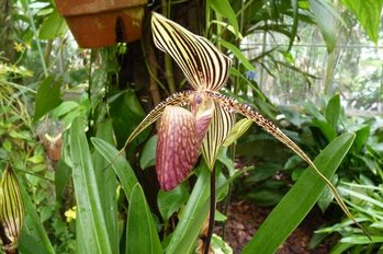 Growing Orchids Paphiopedilum