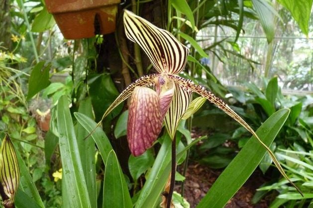 Growing Orchids Paphiopedilum