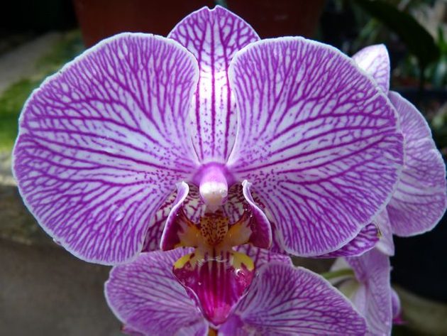 Growing Orchids Phalaenopsis