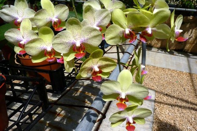 Growing Orchids Phalaenopsis