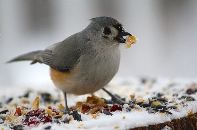 plural of titmouse