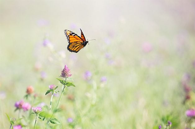 monarch flying