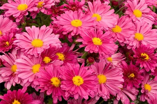 Top 10 Fall Blooming Perennials for Your Garden - Birds and Blooms