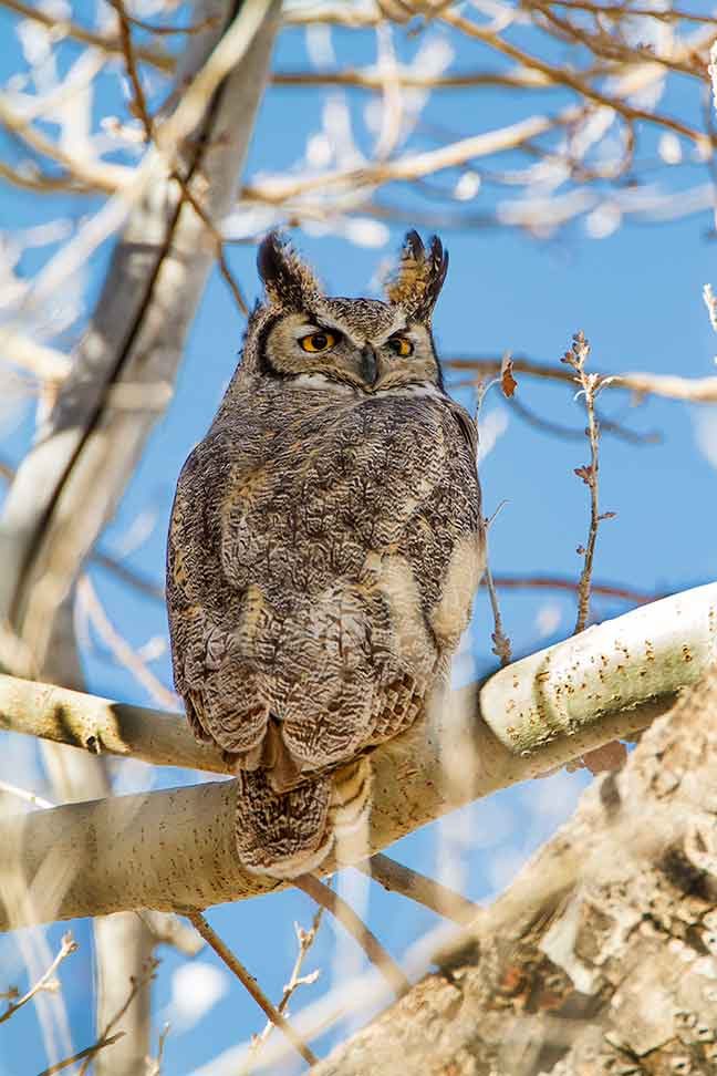 all about birds great horned owl