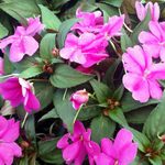 Grow New Guinea Impatiens for Color in Shade