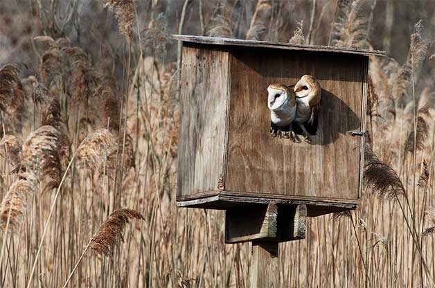 how to attract owls to nest boxes