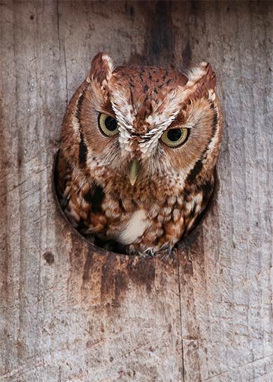 4 Simple Tips For Hosting An Owl In Your Backyard Birds And Blooms