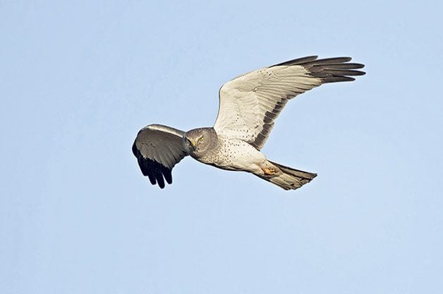 hawk migration