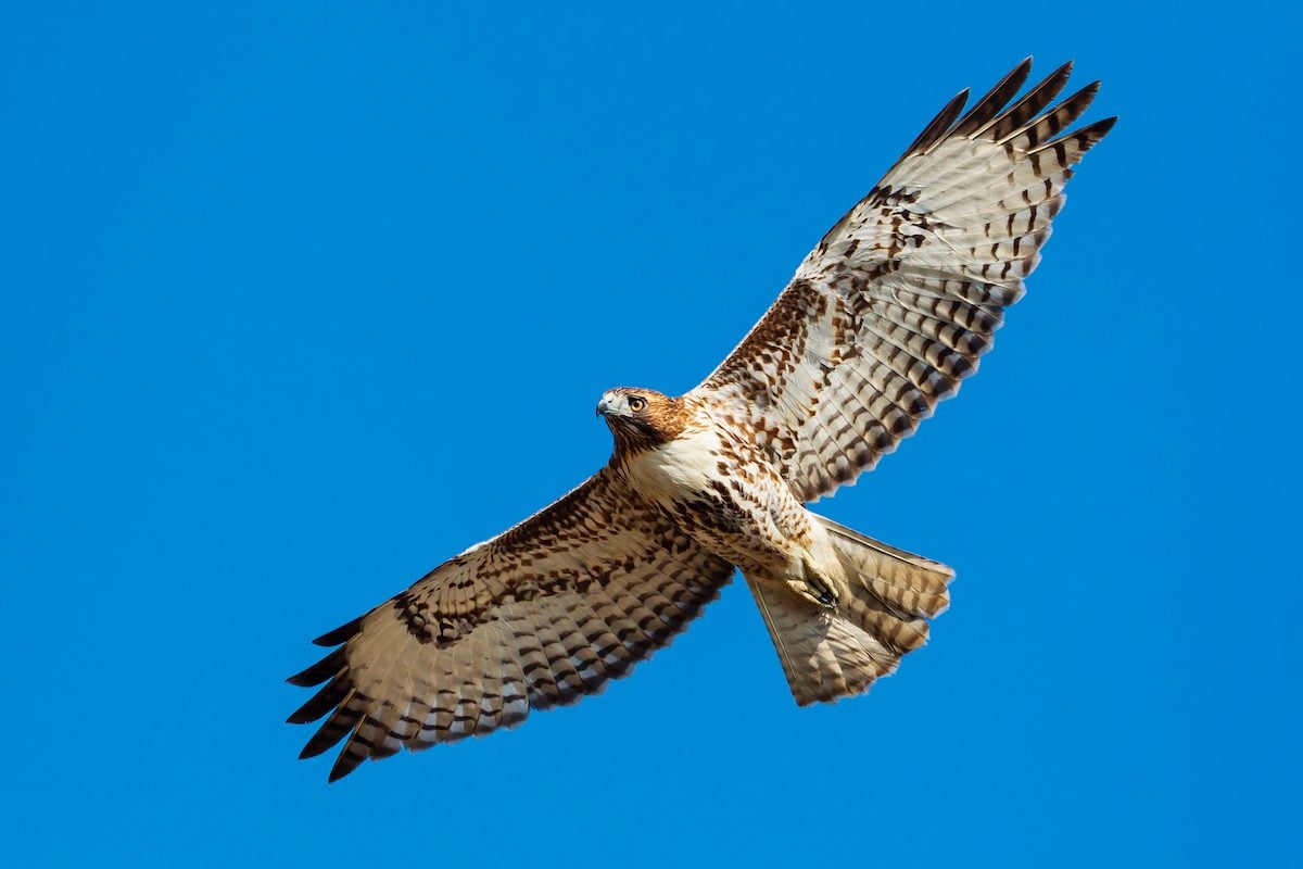 Take a look at the raptors of NJ