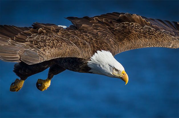 Bald eagles soar through Hawk Ridge Bird Observatory.