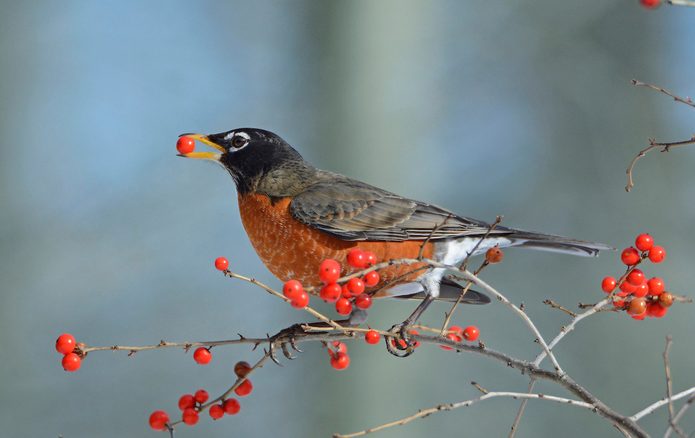 american robin in winterberry