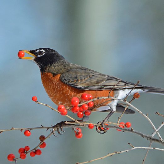 Top 10 Trees and Shrubs With Berries for Birds