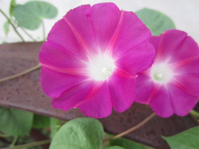 morning glory, fast growing annuals