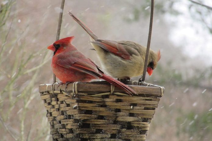 female and male cardinal in a basket