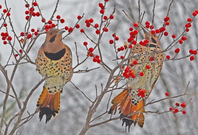 bird berries, northern flickers
