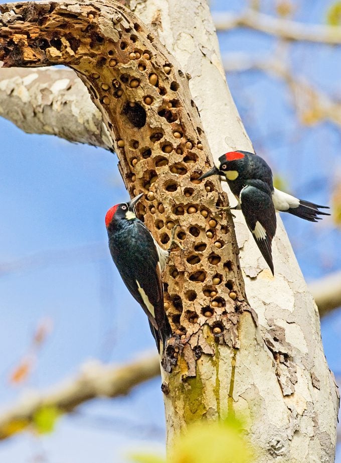 acorn woodpeckers