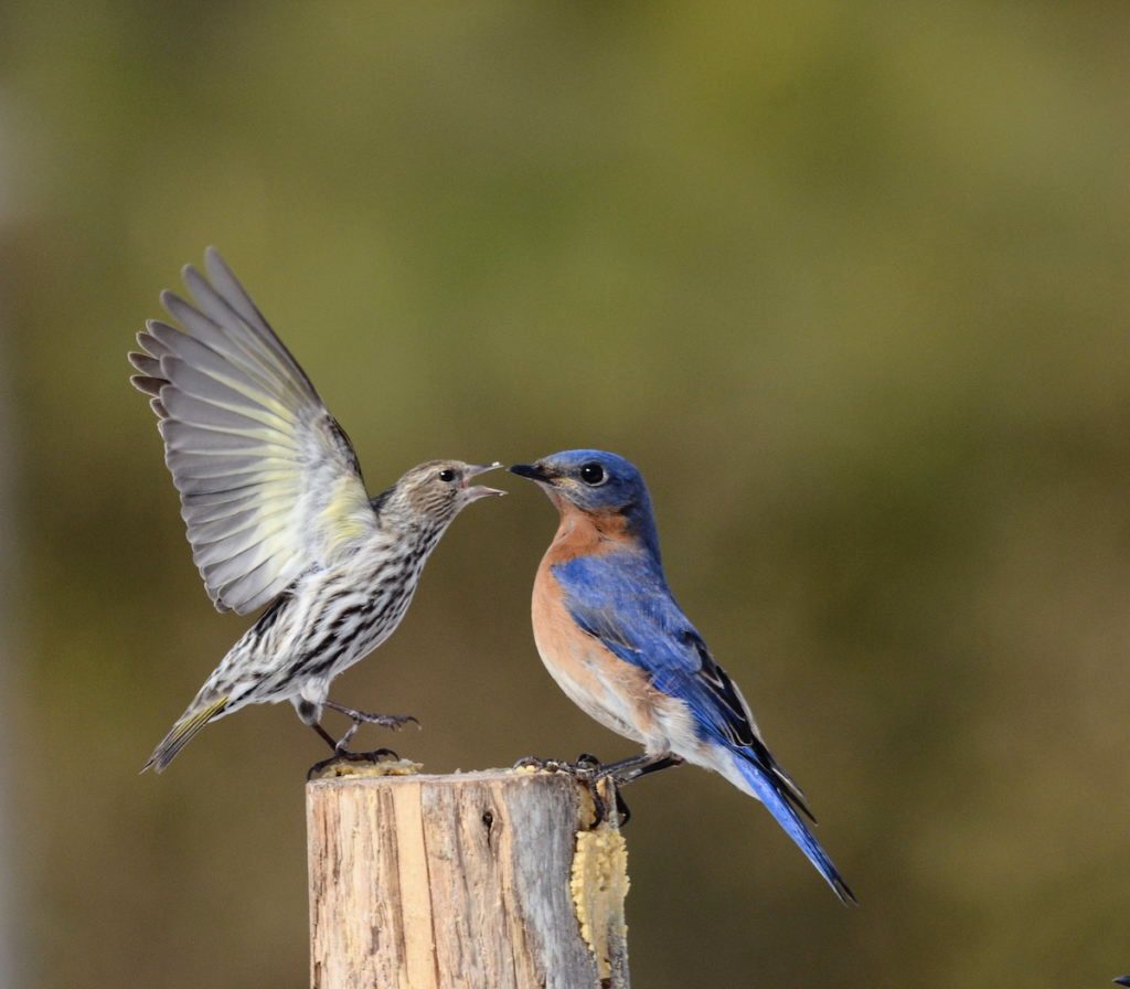 pine siskin and bluebird on peanut butter log feeder