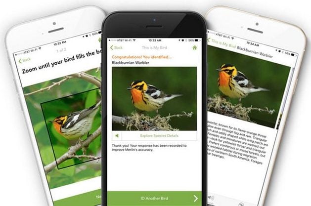 Birding Apps Merlin App image