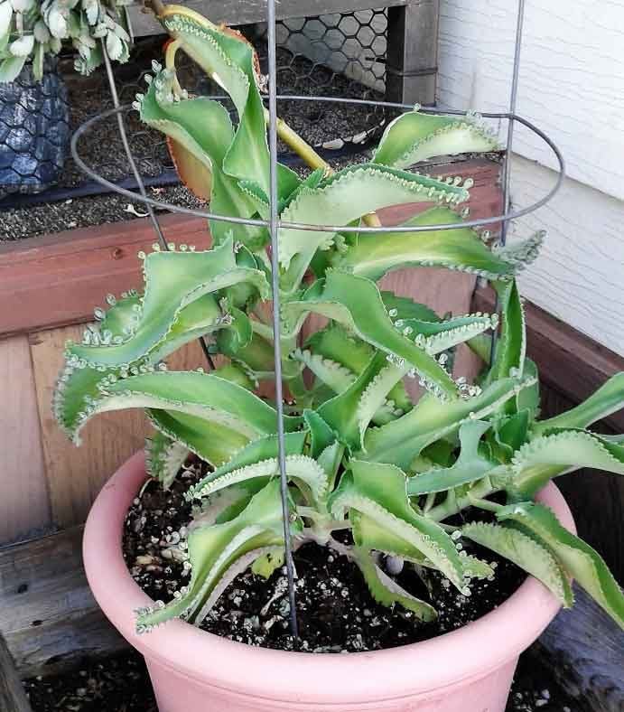 mother of thousands