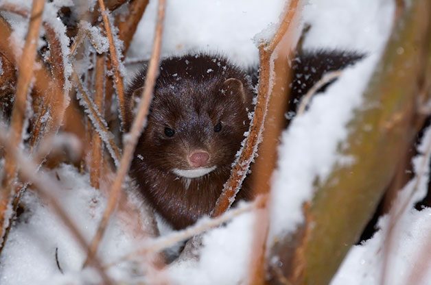 a mink in winter
