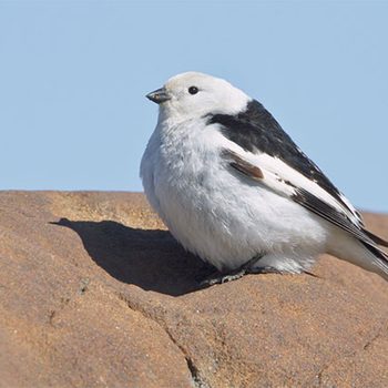 snow bunting arctic bird on rock