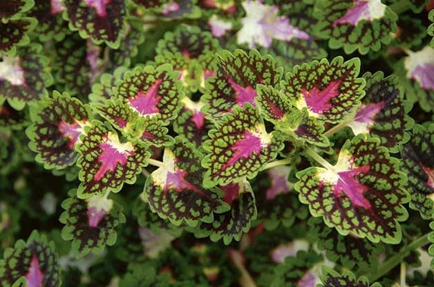 Green and pink coleus from White Flower Farm.