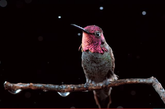 Hummingbird Videos National Geographic You Tube