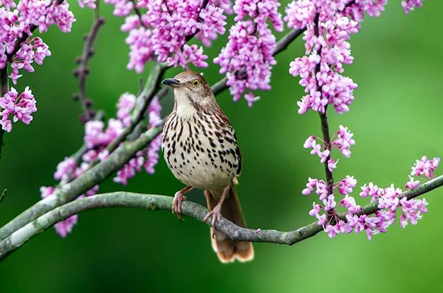 Brown thrasher sitting in tree branch surrounded by pink blooms.