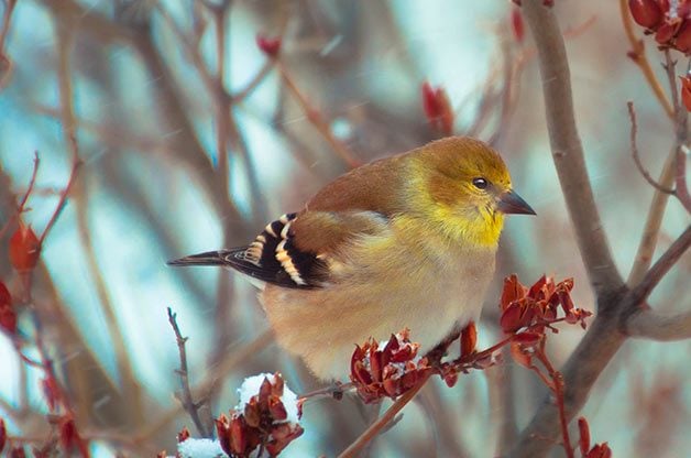 goldfinch in winter