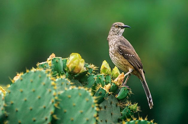 Curve-billed thrasher on blooming cactus.