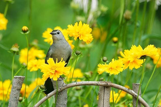 Gray catbird sits on fence surrounded by yellow flowers.