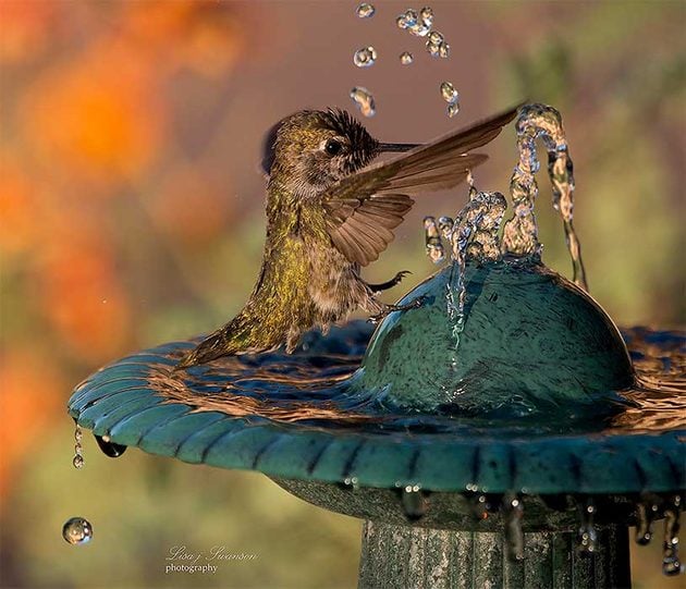 Anna's hummingbird splashing in water