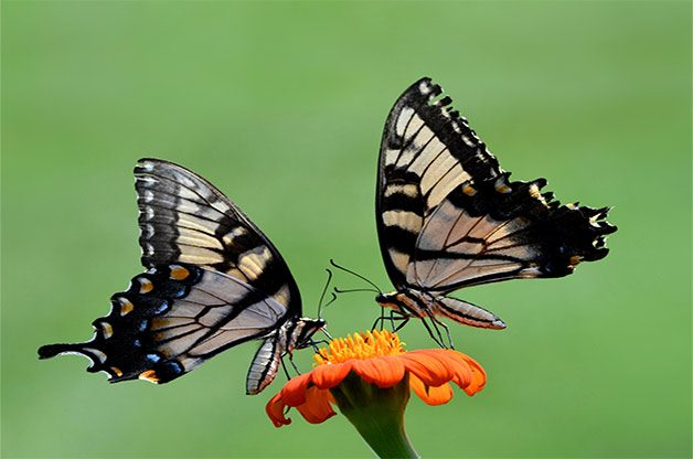 Male and female eastern tiger swallowtails on Mexican sunflower bloom