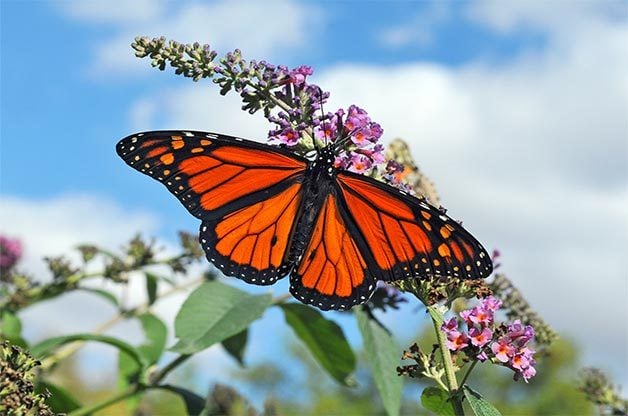 Monarch lands on butterfly bush against blue sky background.