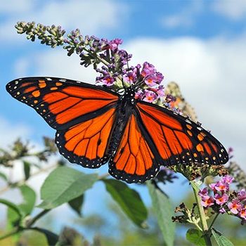 Monarch lands on butterfly bush against blue sky background.