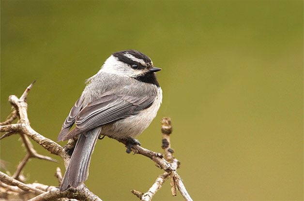 Mountain chickadee perched on branch.