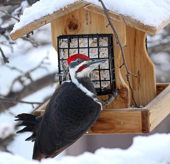 pileated woodpecker on suet feeder