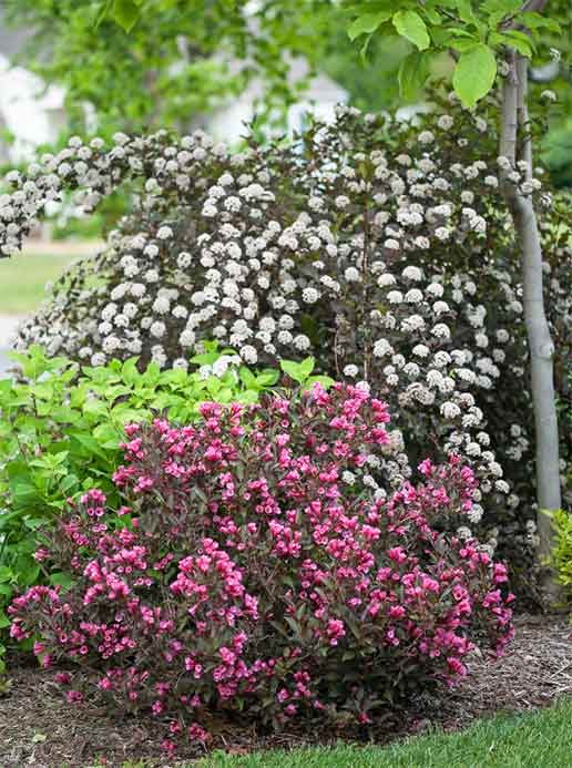 Prune pink weigela and white ninebark shrubs after their first flush of flowers.