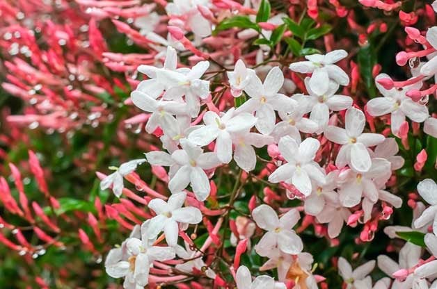 White jasmine flowering houseplant