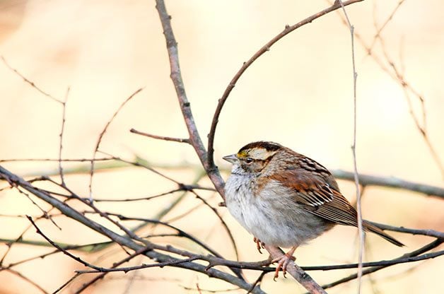 White throated sparrow rests on branch.