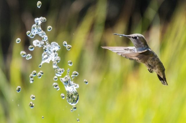 Beyond Feeders 5 More Ways To Attract Hummingbirds,How Much Money In Monopoly