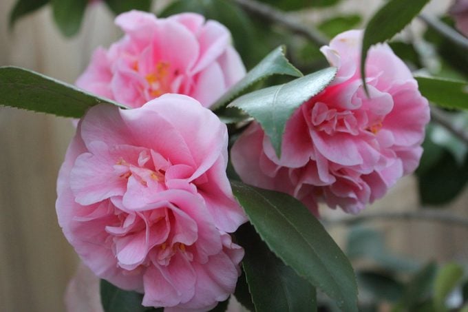 pink debutante camellia bush