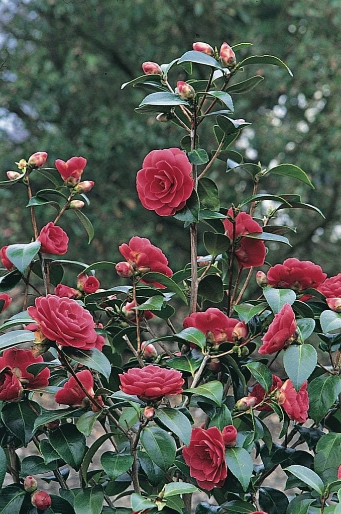 Camellia bush