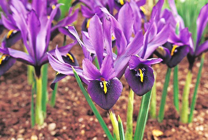 dwarf iris